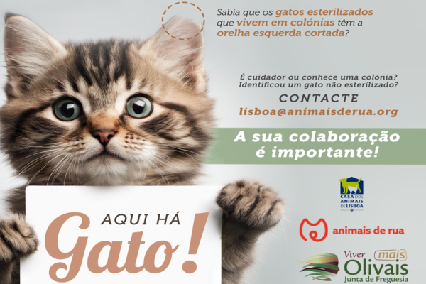 Colónias de Gatos
